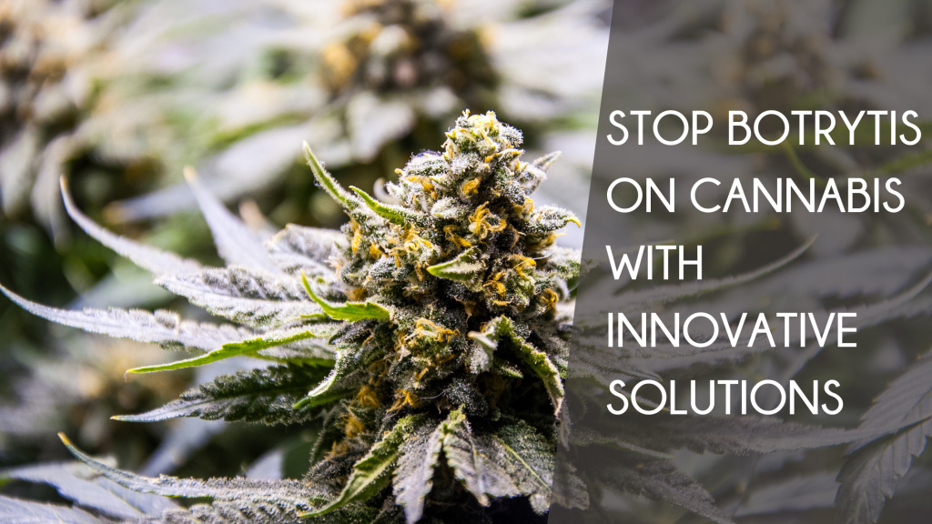 Stop Botrytis on Cannabis With Innovative Solutions