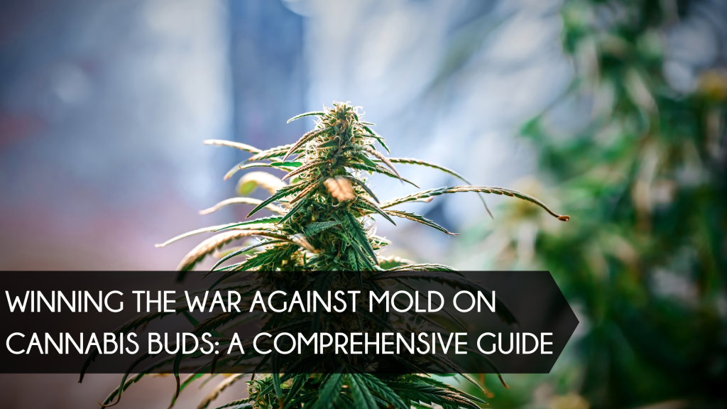 Winning the War Against Mold on Cannabis Buds: A Comprehensive Guide