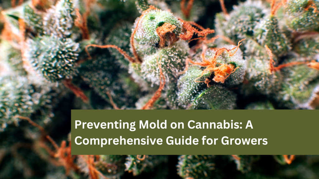 Preventing Mold on Cannabis A Comprehensive Guide for Growers