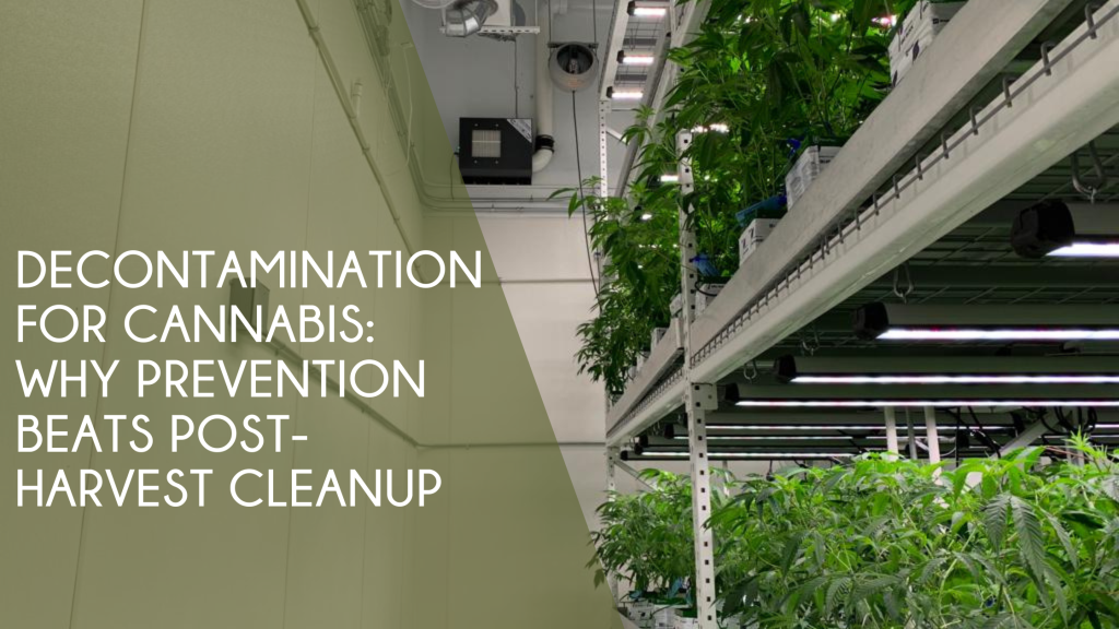 Decontamination for Cannabis Why Prevention Beats Post-Harvest Cleanup