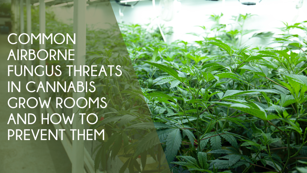 Common Airborne Fungus Threats in Cannabis Grow Rooms and How to Prevent Them