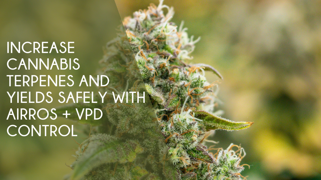 Increase Cannabis Terpenes and Yields Safely with AirROS + VPD (1)