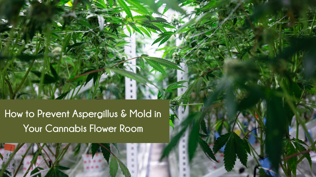 Cannabis Flower Room